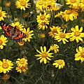 Butterfly and daisies