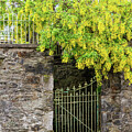 Cascading Yellow Laburnum