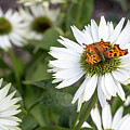Comma Butterfly on White Daisy