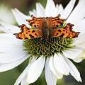 Comma Butterfly on White Flower