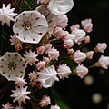 Delicate Mountain Laurel 
