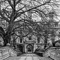 Majestic Tree at Clare College
