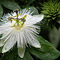 White Passion Flower